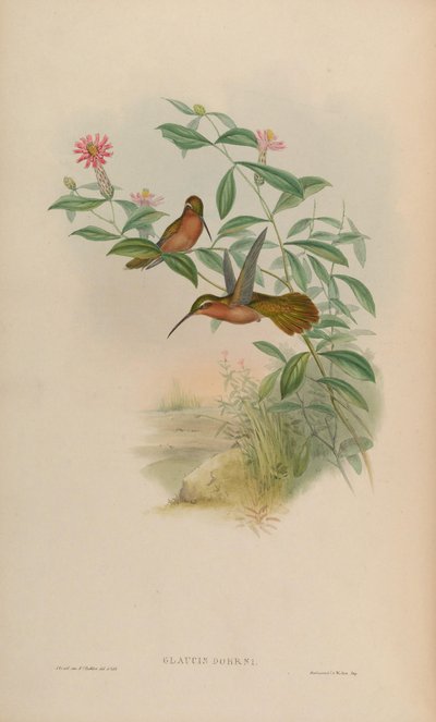 Glaucis Dohrni = Glaucis Dohrnii by John Gould